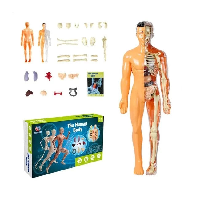 Brinquedo Anatomia Kids Body - Esqueleto 3D com Órgãos